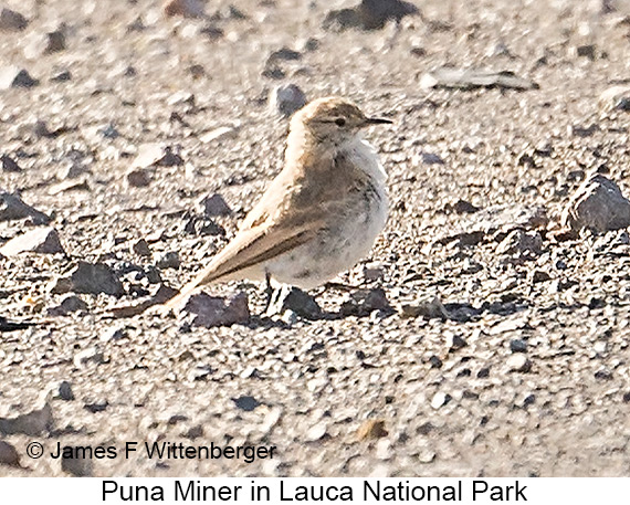 Puna Miner - © James F Wittenberger and Exotic Birding LLC