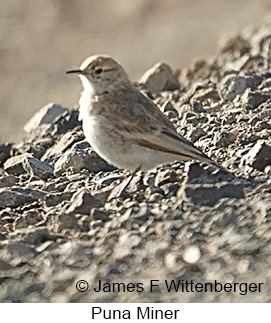 Puna Miner - © James F Wittenberger and Exotic Birding LLC