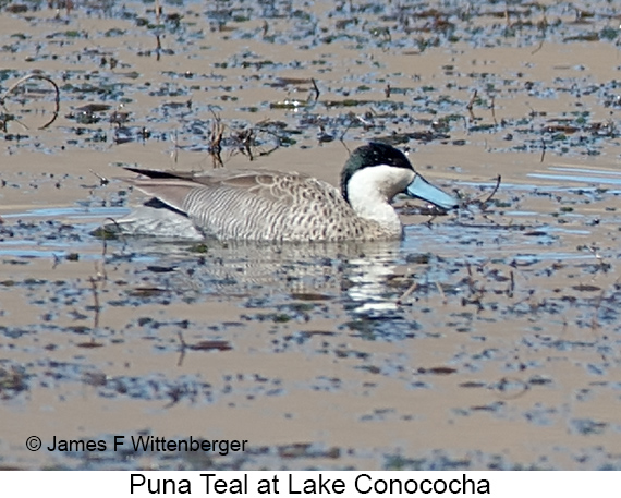 Puna Teal - © James F Wittenberger and Exotic Birding LLC