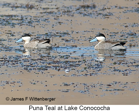 Puna Teal - © James F Wittenberger and Exotic Birding LLC