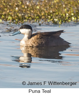 Puna Teal - © James F Wittenberger and Exotic Birding LLC