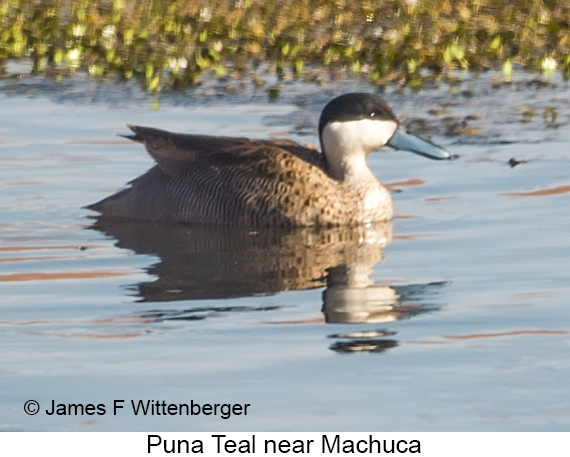 Puna Teal - © James F Wittenberger and Exotic Birding LLC