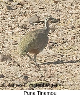 Puna Tinamou - © James F Wittenberger and Exotic Birding LLC