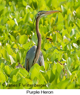 Purple Heron - © James F Wittenberger and Exotic Birding LLC