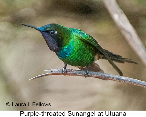 Purple-throated Sunangel - © Laura L Fellows and Exotic Birding LLC