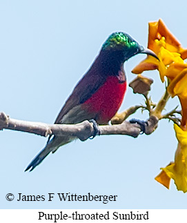 Purple-throated Sunbird - © James F Wittenberger and Exotic Birding LLC
