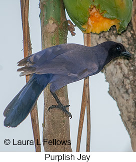 Purplish Jay - © Laura L Fellows and Exotic Birding LLC