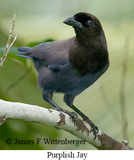 Purplish Jay - © James F Wittenberger and Exotic Birding LLC