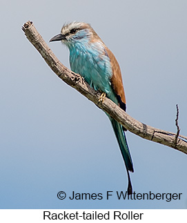 Racket-tailed Roller - © James F Wittenberger and Exotic Birding LLC
