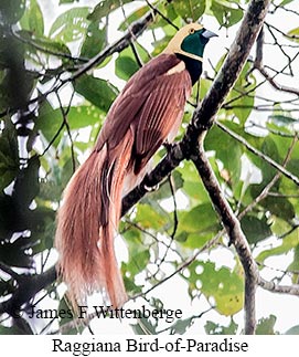 Raggiana Bird-of-Paradise - © James F Wittenberger and Exotic Birding LLC
