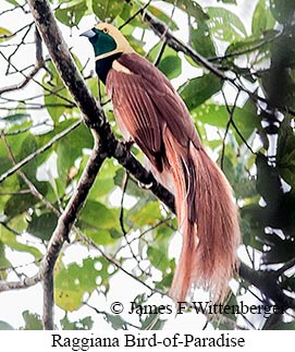 Raggiana Bird-of-Paradise - © James F Wittenberger and Exotic Birding LLC