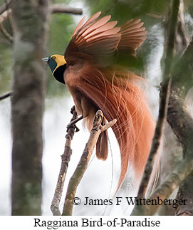 Raggiana Bird-of-Paradise - © James F Wittenberger and Exotic Birding LLC