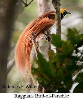 Raggiana Bird-of-Paradise - © James F Wittenberger and Exotic Birding LLC