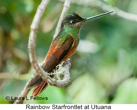 Rainbow Starfrontlet - © Laura L Fellows and Exotic Birding LLC