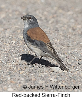 Red-backed Sierra Finch - © James F Wittenberger and Exotic Birding LLC