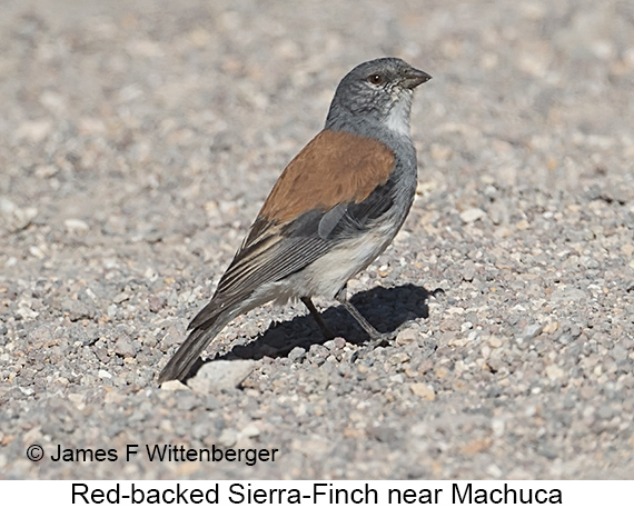 Red-backed Sierra Finch - © James F Wittenberger and Exotic Birding LLC