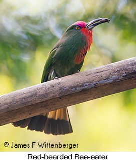 Red-bearded Bee-eater - © James F Wittenberger and Exotic Birding LLC