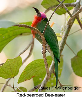 Red-bearded Bee-eater - © James F Wittenberger and Exotic Birding LLC