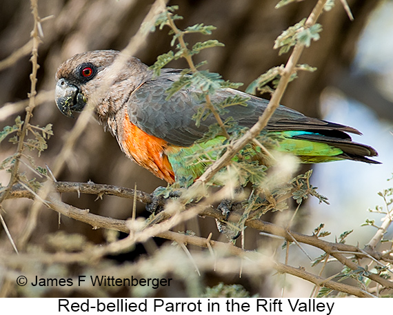 Red-bellied Parrot - © James F Wittenberger and Exotic Birding LLC