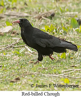 Red-billed Chough - © James F Wittenberger and Exotic Birding LLC