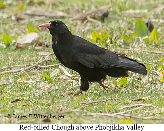 Red-billed Chough - © James F Wittenberger and Exotic Birding LLC