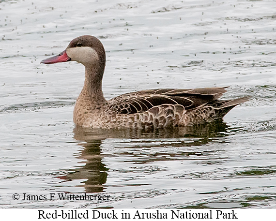 Red-billed Duck - © James F Wittenberger and Exotic Birding LLC