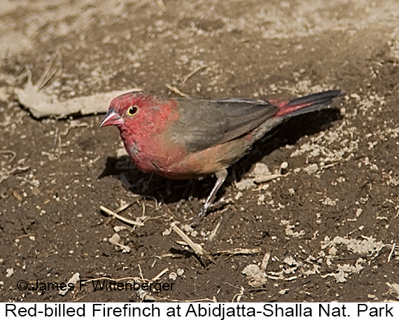 Red-billed Firefinch - © James F Wittenberger and Exotic Birding LLC