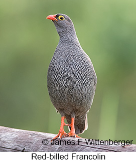 Red-billed Francolin - © James F Wittenberger and Exotic Birding LLC