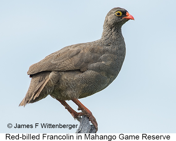 Red-billed Francolin - © James F Wittenberger and Exotic Birding LLC