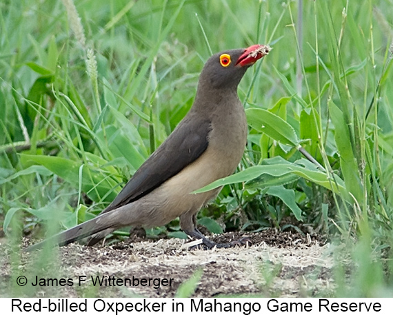 Red-billed Oxpecker - © James F Wittenberger and Exotic Birding LLC