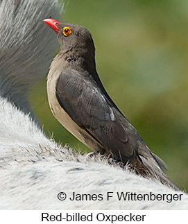 Red-billed Oxpecker - © James F Wittenberger and Exotic Birding LLC