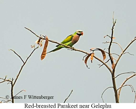 Red-breasted Parakeet - © James F Wittenberger and Exotic Birding LLC