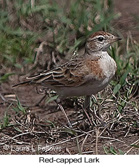 Red-capped Lark - © Laura L Fellows and Exotic Birding LLC