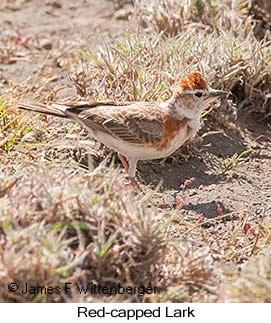 Red-capped Lark - © James F Wittenberger and Exotic Birding LLC