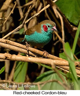 Red-cheeked Cordonbleu - © Laura L Fellows and Exotic Birding LLC