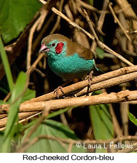 Red-cheeked Cordonbleu - © Laura L Fellows and Exotic Birding LLC