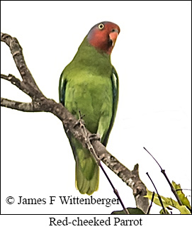 Red-cheeked Parrot - © James F Wittenberger and Exotic Birding LLC