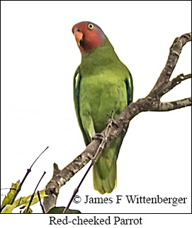 Red-cheeked Parrot - © James F Wittenberger and Exotic Birding LLC