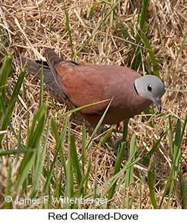 Red Collared-Dove - © James F Wittenberger and Exotic Birding LLC