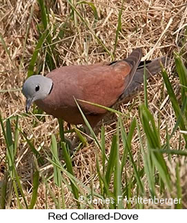 Red Collared-Dove - © James F Wittenberger and Exotic Birding LLC
