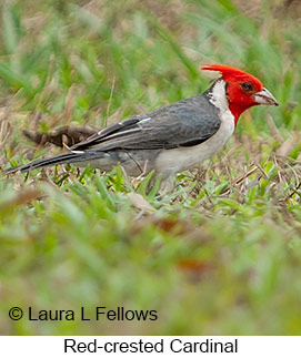 Red-crested Cardinal - © Laura L Fellows and Exotic Birding LLC