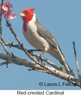 Red-crested Cardinal - © Laura L Fellows and Exotic Birding LLC