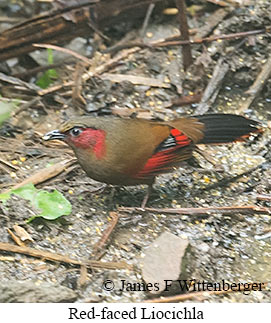 Red-faced Liocichla - © James F Wittenberger and Exotic Birding LLC