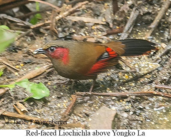 Red-faced Liocichla - © James F Wittenberger and Exotic Birding LLC