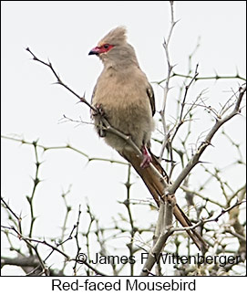 Red-faced Mousebird - © James F Wittenberger and Exotic Birding LLC