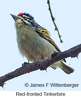 Red-fronted Tinkerbird - © James F Wittenberger and Exotic Birding LLC