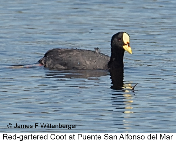 Red-gartered Coot - © James F Wittenberger and Exotic Birding LLC