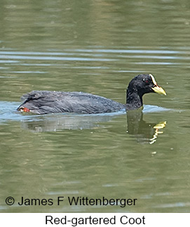 Red-gartered Coot - © James F Wittenberger and Exotic Birding LLC