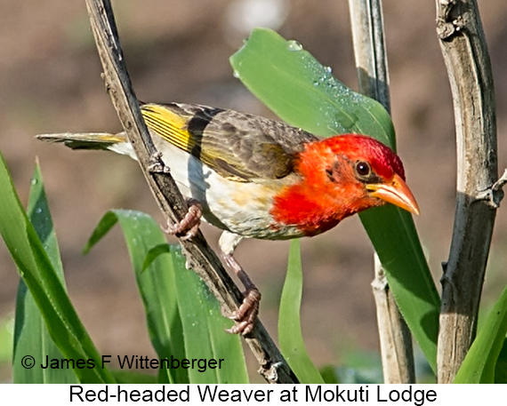 Red-headed Weaver - © James F Wittenberger and Exotic Birding LLC