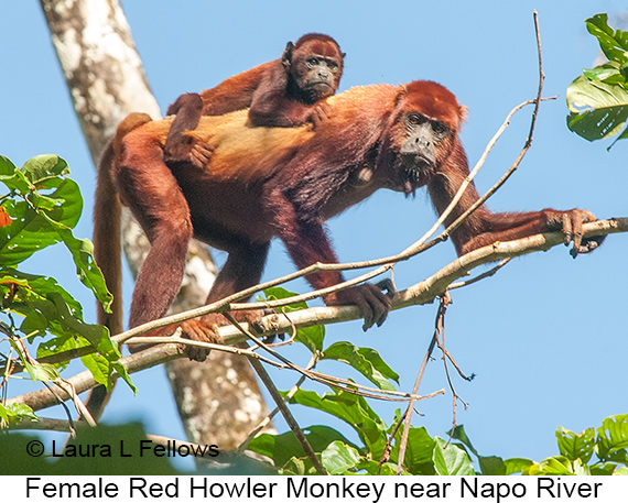 Red-howler Monkey - © James F Wittenberger and Exotic Birding LLC